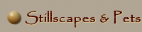 Stillscapes & Pets